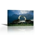 thumbnail image 1 of Waved Albatross courtship dance, Espanola Island, Galapagos Islands, Ecuador - Contemporary Fine Art Giclee on Canvas Gallery Wrap - wall décor - Art painting - 36 x 24 Inch - Ready to Hang, 1 of 2