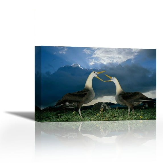 Waved Albatross courtship dance, Espanola Island, Galapagos Islands, Ecuador - Contemporary Fine Art Giclee on Canvas Gallery Wrap - wall décor - Art painting - 36 x 24 Inch - Ready to Hang