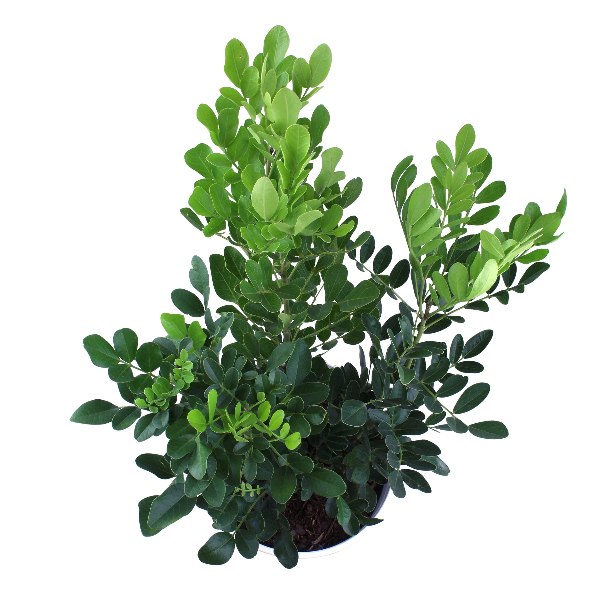 Lone Star Growers Texas Mountain Laurel (Sophora), Outdoor Plants & Evergreen Shrubs, 2 Gal. Pot