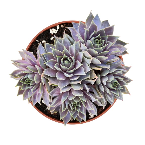 Live Succulent Plant Hen and Chicks Sempervivum 'Grey Lady' Purple‑Grey Rosette Hardy Evergreen Groundcover(4inch )