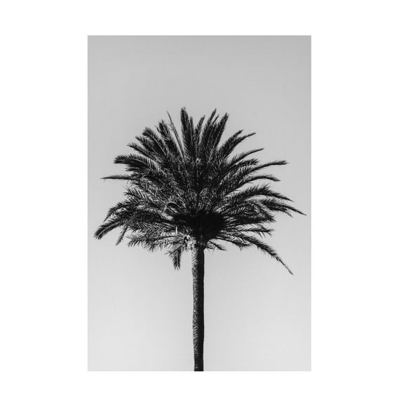 Pictufy Studio III 'Palm 3' Canvas Art - 12 x 19 Inches