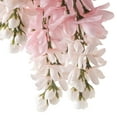 thumbnail image 2 of 12 Pack: Pink Wisteria Bush by Ashland, 2 of 4
