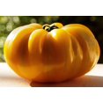 thumbnail image 2 of HJADGG Seeds Tomato Lemon Giant Vegetable Heirloom Non-GMO, 2 of 8