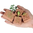 thumbnail image 2 of Kit de modelo de crecimiento de plantas de judías verdes, crecimiento de plantas de judías verdes, juguetes educativos para niños, juguetes de ciencia biológica, claridad notable, 2 of 7