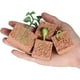 thumbnail image 2 of Juguetes de ciencia biológica, crecimiento de plantas de judías verdes, kit de modelo de crecimiento de plantas de judías verdes, juguetes educativos para niños, mejore su experiencia, 2 of 7