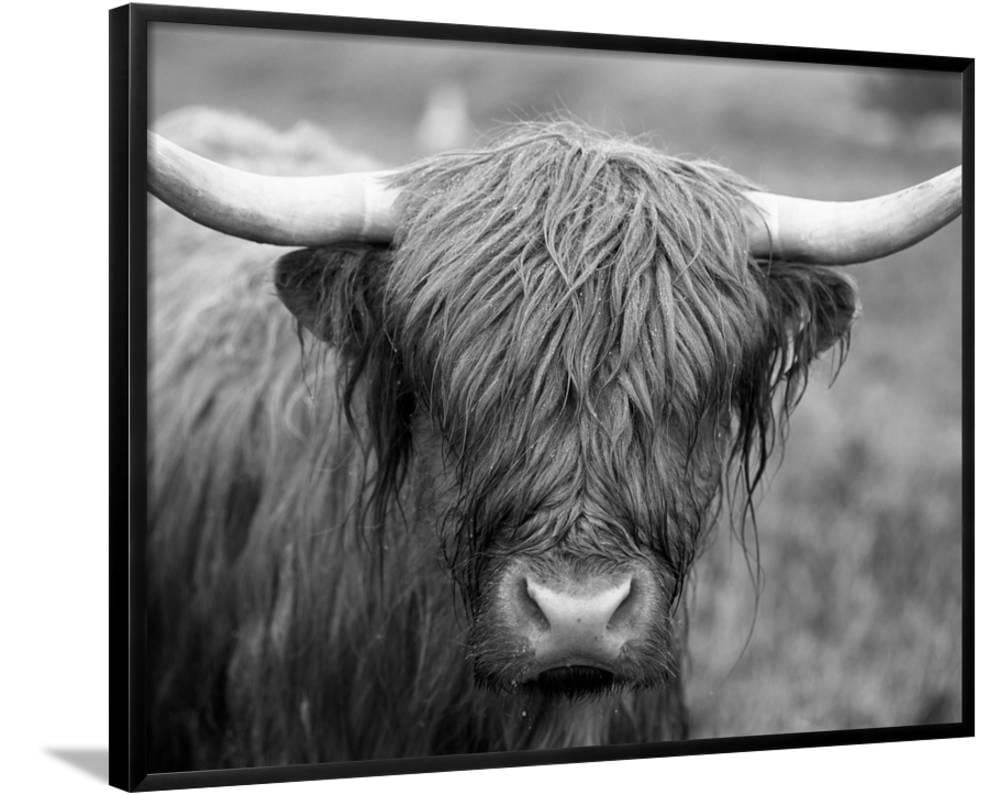 Art.com Grayscale Highland Cow, 34x44 Framed Canvas Wall Art by Robert ...