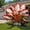 B, variant on Elephant ear Planting-Easy to Grow, Perfect for Garden Stakes, Home Decoration, Gifting Choice, Bloom Year After Year(Acclimated, Non-Artificial)