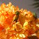 thumbnail image 5 of Flores de Hortensias de Imitación Flor de Simulación de Borde Quemado para Decoración de Centros de Mesa de Boda Fiesta en Casa ANGGREK Otros, 5 of 8