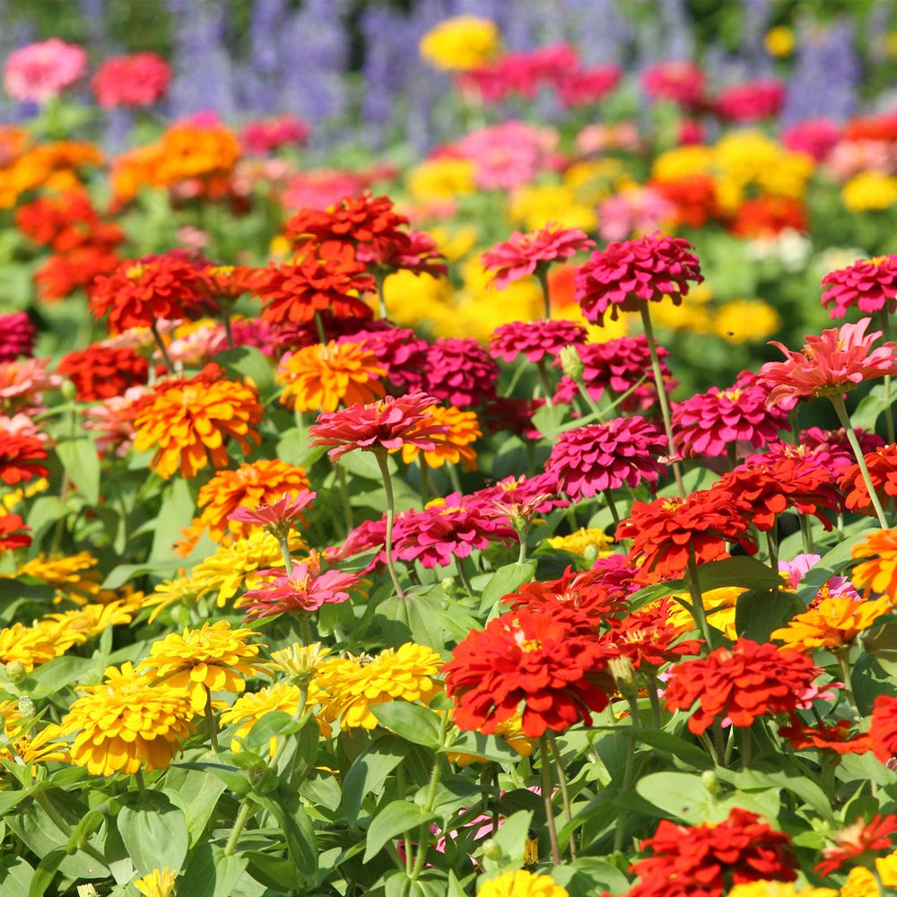 Zinnia Flower Garden Seeds State Fair Mix 1000 Seeds Annual