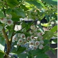 thumbnail image 4 of Powderblue Rabbiteye Blueberry - Vaccinium ashei 'Powderblue', 4 of 5