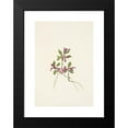 thumbnail image 2 of Mary Vaux Walcott 18x24 Black Modern Framed Museum Art Print Titled - Fringed Polygala. Polygala Paucifolia (1925), 2 of 5