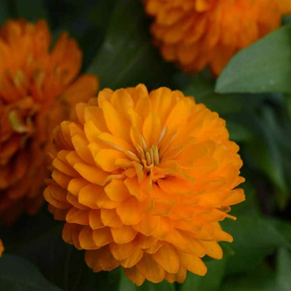 Outsidepride Zinnia Zahara Double Bright Orange Flower Seeds - 100 Seeds