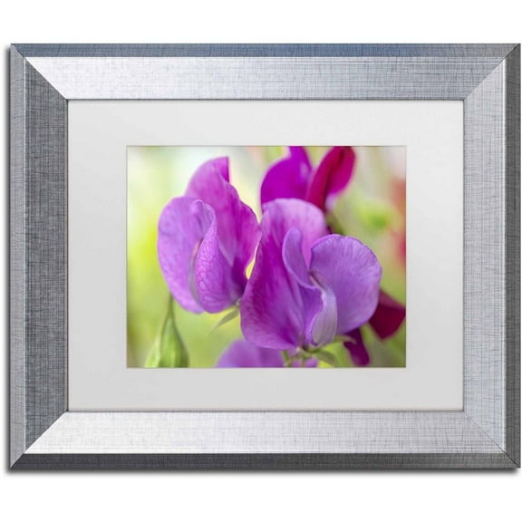 Trademark Fine Art 'Two Sweet Pea Flowers' Canvas Art by Cora Niele, White Matte, Silver Frame