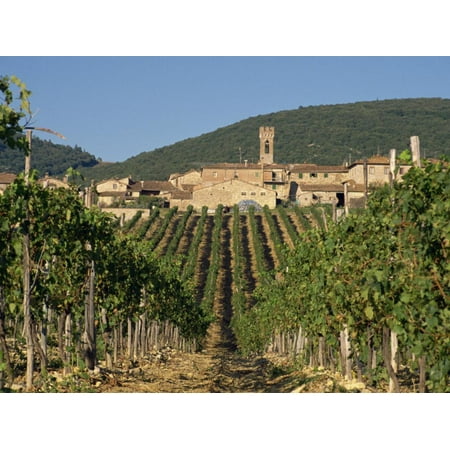 Vineyard in the Chianti Classico Region North of Siena, Tuscany, Italy, Europe Print Wall Art By Short
