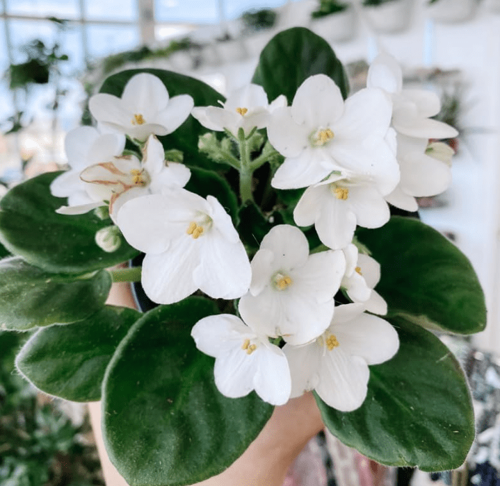 African VioletsWhite Live Plants Houseplants, African Violet Flower 3-5" Tall in 4 Inch Pot, Live African Violet Plant Indoor