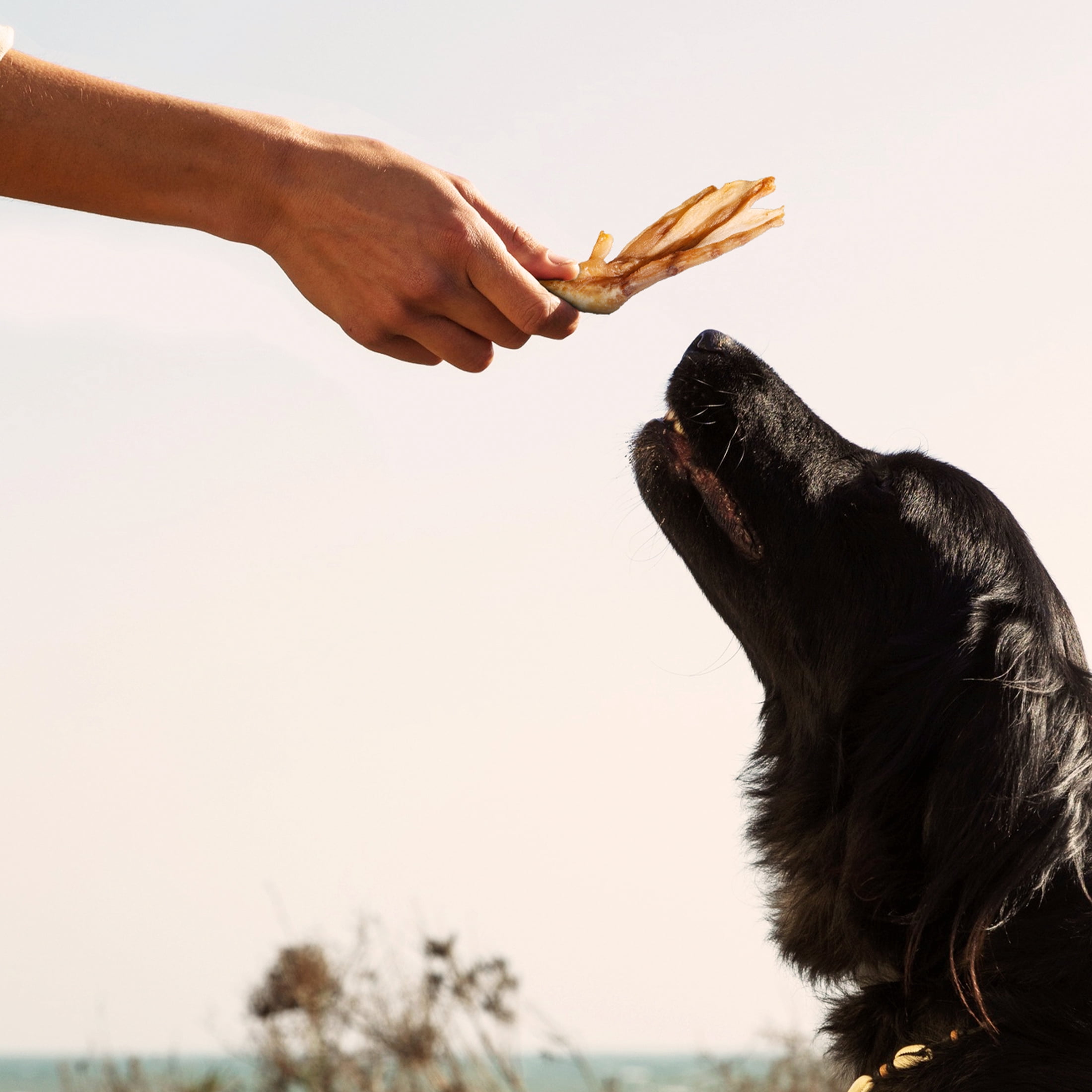 Smokehouse Naturals by Jack & Pup Duck Feet Chews 10-Count