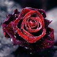 thumbnail image 1 of DIY 5D Diamond Jewel Kit de pintura Rose Flower Pattern Full, 1 of 8