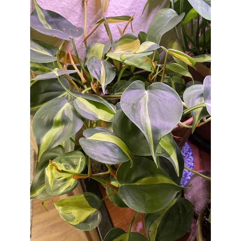 Philodendron Brasil-Variegated Heartleaf-Air Purifying Plant 6" Pot -  Walmart.com