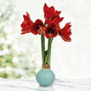 Robin's Egg Waxed Amaryllis Flower Bulb with Stand, Grow Real Blooming Indoor Spring Flowers, No Water Needed