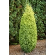 Gold Cone Upright Juniper Evergreen Shrub, in a 3 gallon pot