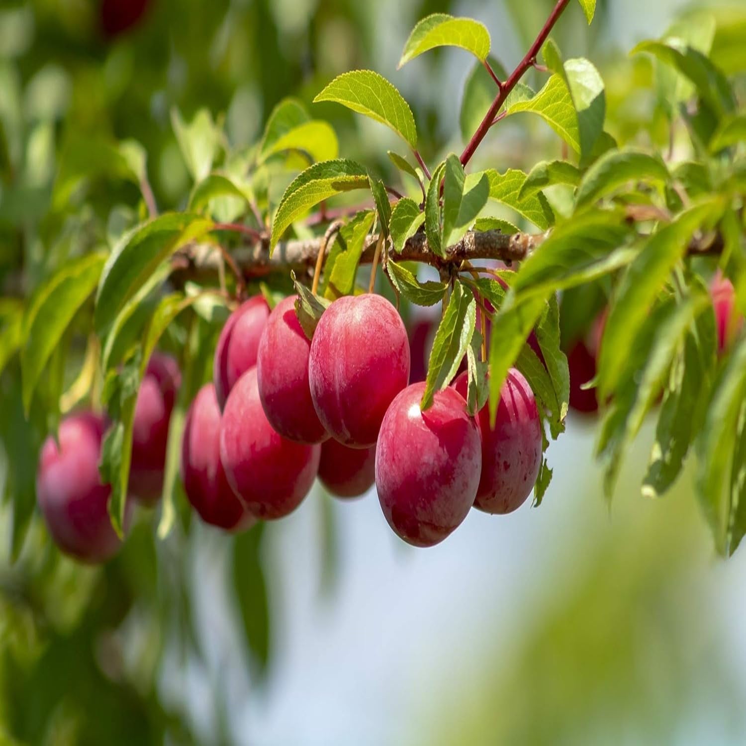 Expert Gardener 3-4 ft. tall Burbank Plum Live Tree in 7- Gallon Grower Pot