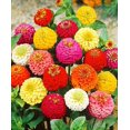 thumbnail image 2 of shiyou-- 100+ Zinnia Liliput Dwarf - Flower Mix, 2 of 4