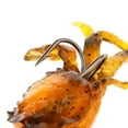 thumbnail image 3 of 2 Pieces. Artificial Crabs. Fishing . Soft Fishing Baits. 3D Simulation, 3 of 8