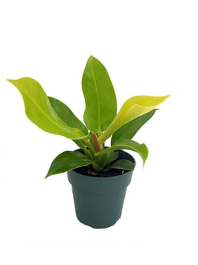 Moonlight Philodendron - Easy to Grow - 4
