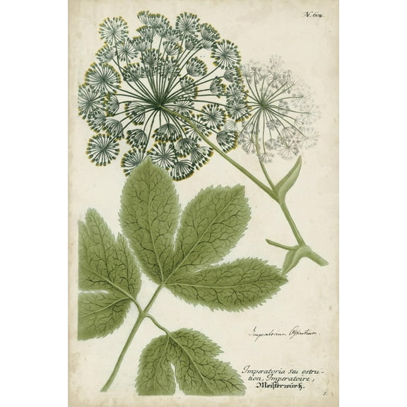 Art.com Queen Anne's Lace Art Print by Weinmann, 12" x 18"