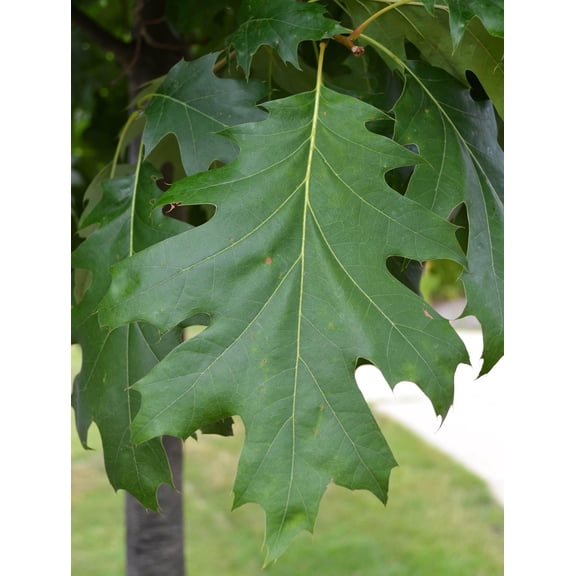 RedCrocus Shumard Oak Quercus shumardii Tree- Deciduous Shade & Ornamental Tree for Landscaping, Large Property, Garden, Park, Street 15 Gallon