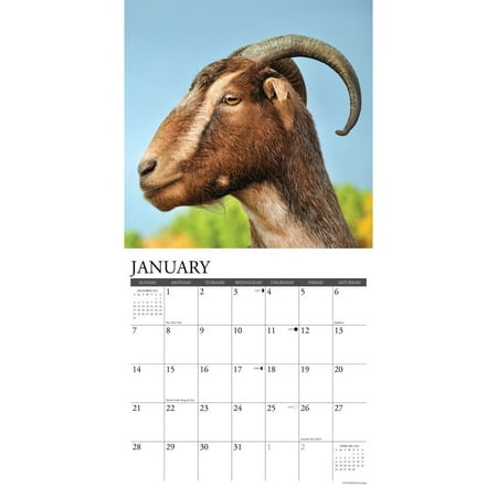Goats 2024 12 X 12 Wall Calendar (Calendar)