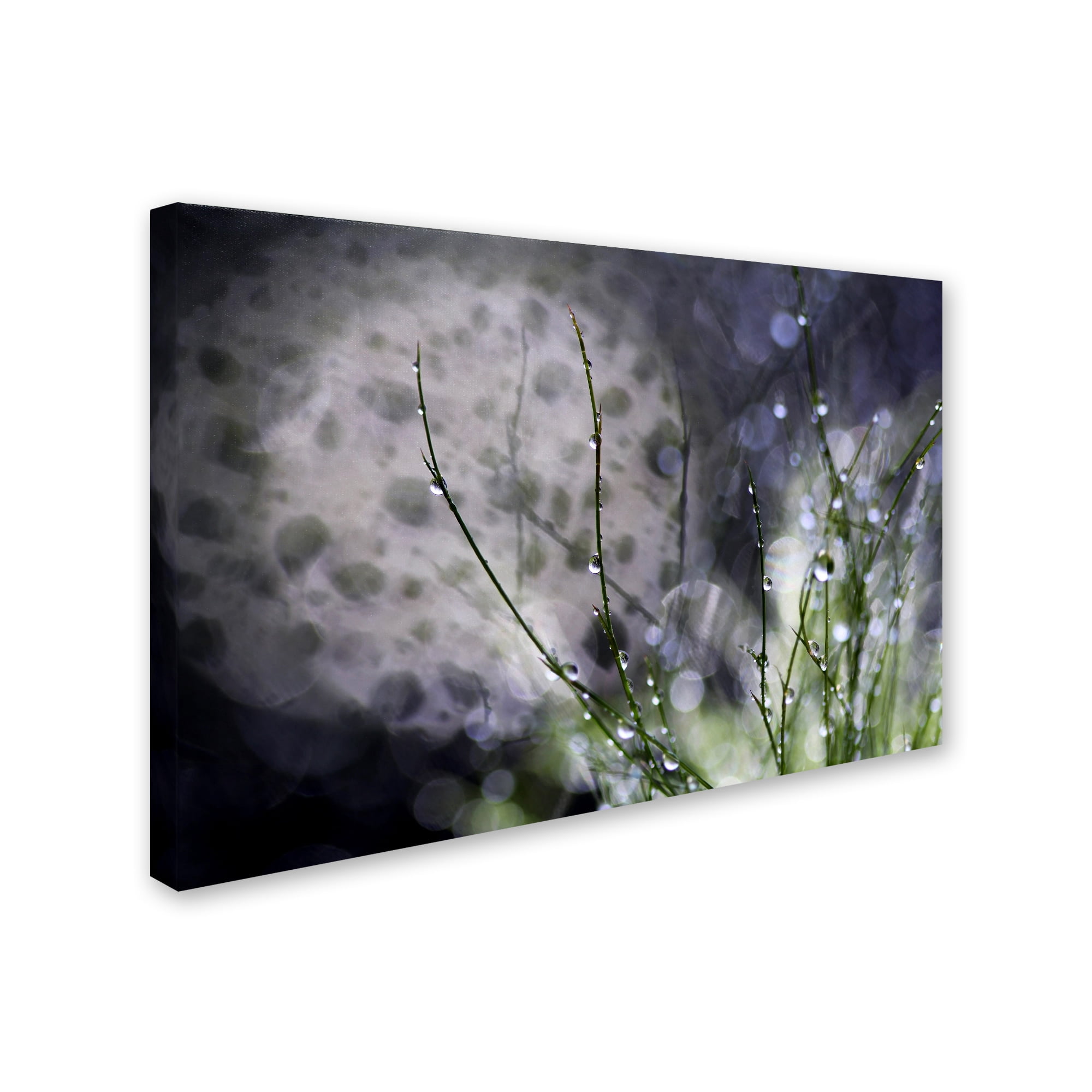 Trademark Fine Art "Morning Tale" Canvas Art by Beata Czyzowska Young