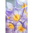 thumbnail image 3 of Mahan, Kathy 11x14 Black Modern Framed Museum Art Print Titled - Crocus Blooms I, 3 of 5
