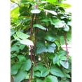 thumbnail image 3 of TomorrowSeeds - Purple Mart Yard Long Bean Seeds - 30+ Count - For 2026 Planting Pole Vegetable, 3 of 10