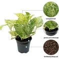 thumbnail image 2 of 8 Pack Live Marble Queen Pothos, Indoor Potted Houseplant, Birthday Gift, Air Purifying Plant, Variegated Houseplant, Sympathy Gift in 4" Pot, 2 of 5