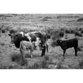thumbnail image 2 of Highsmith, Carol 24x17 Black Modern Framed Museum Art Print Titled - Cow and her Calves, 2 of 4