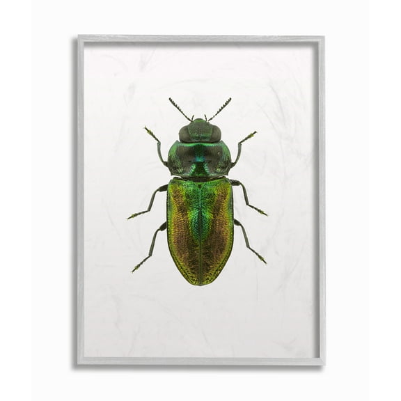 Stupell Industries Beetle Green Yellow Animal Photograph Framed Wall Art by Design Fabrikken
