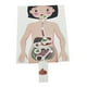 thumbnail image 4 of Modelo de sistema digestivo humano, Material de enseñanza, rompecabezas 3D DIY, partes del cuerpo humano, juguetes educativos para adolescentes y adul, 4 of 9