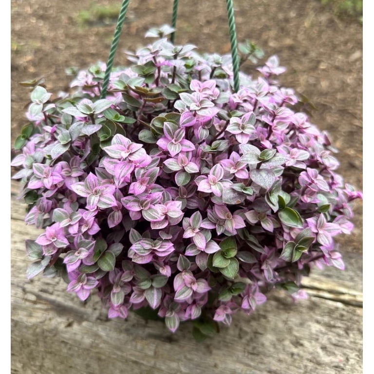 Callisia Repens Live Plant in 4" Pot - Pink Panther Turtle Vine - Pink Lady  Plant - Bolivian Jewel - Pink Tradescantia - Creeping Plant - Pink  Houseplant - Walmart.com