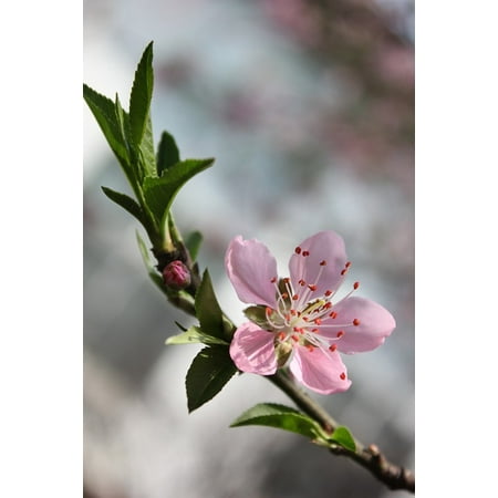 - LAMINATED POSTER Branch Pink Spring Cherry Blossom Peach Blossom Poster Print 24 x 36