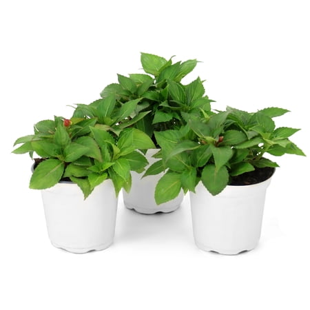 National Plant Network 4 in. SunPatiens Compact Love Bird Mix Impatiens (32-Pack)
