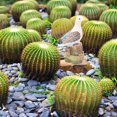 thumbnail image 4 of unbranded 3Ud Decorativo Para Acuario Con Lifelike En Resina, 4 of 8