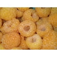 thumbnail image 2 of Fall Gold Everbearing Raspberry Plant - 3.25" Pot, 2 of 2