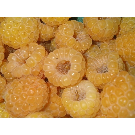 - Fall Gold Everbearing Raspberry Plant - 2.5