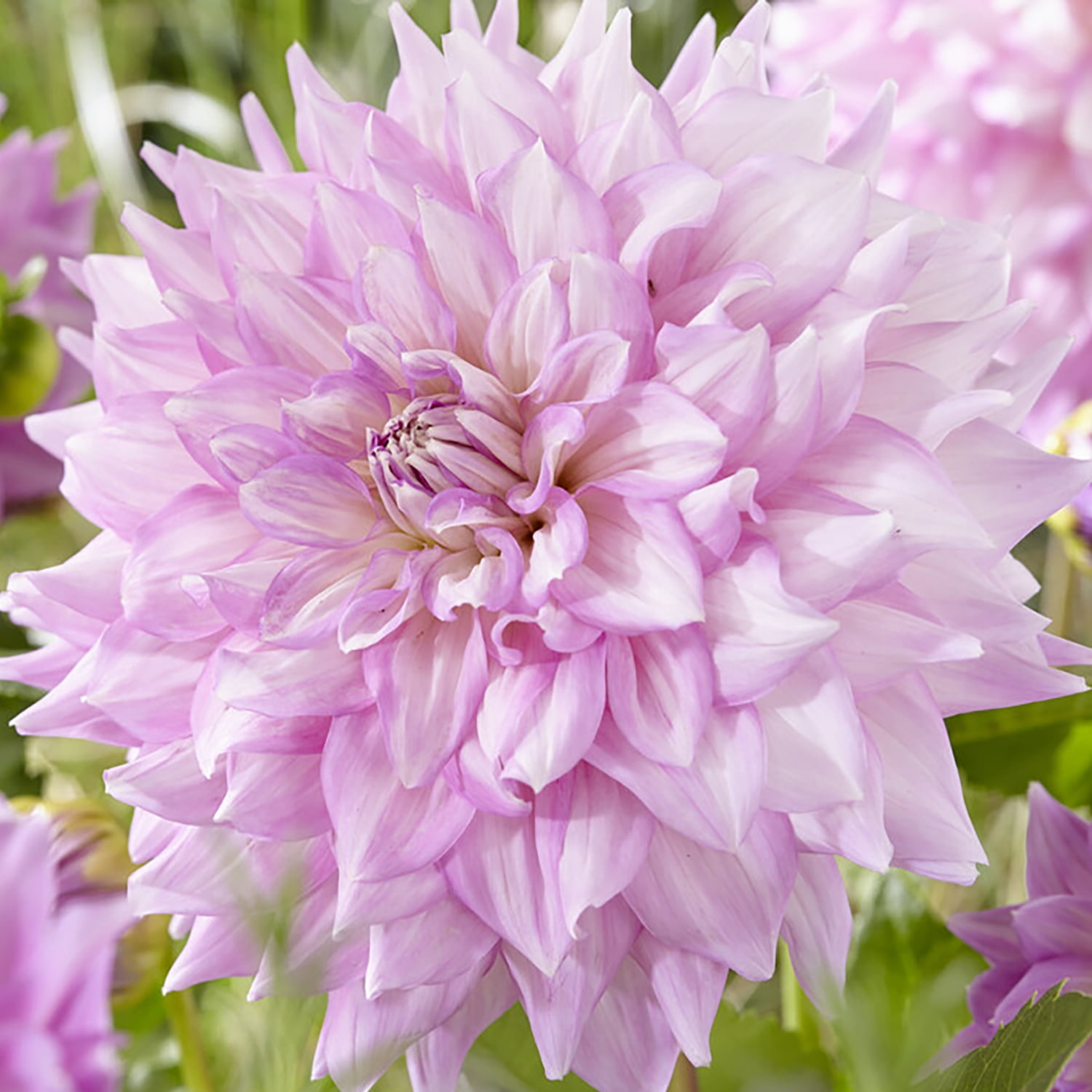Van Zyverden Dahlias Almand's Joy Set of 5 Bulbs Purple Full Sun Annual Easy to Grow