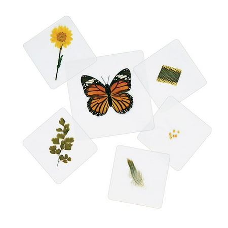 UPC: 0191487107846 | Excellerations Laminated Specimen Set 28 Pieces