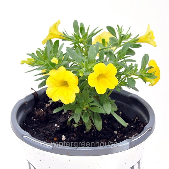 Superbells, Calibrachoa, Yellow, Million Bells - Pot Size: 4.5in - Flowers