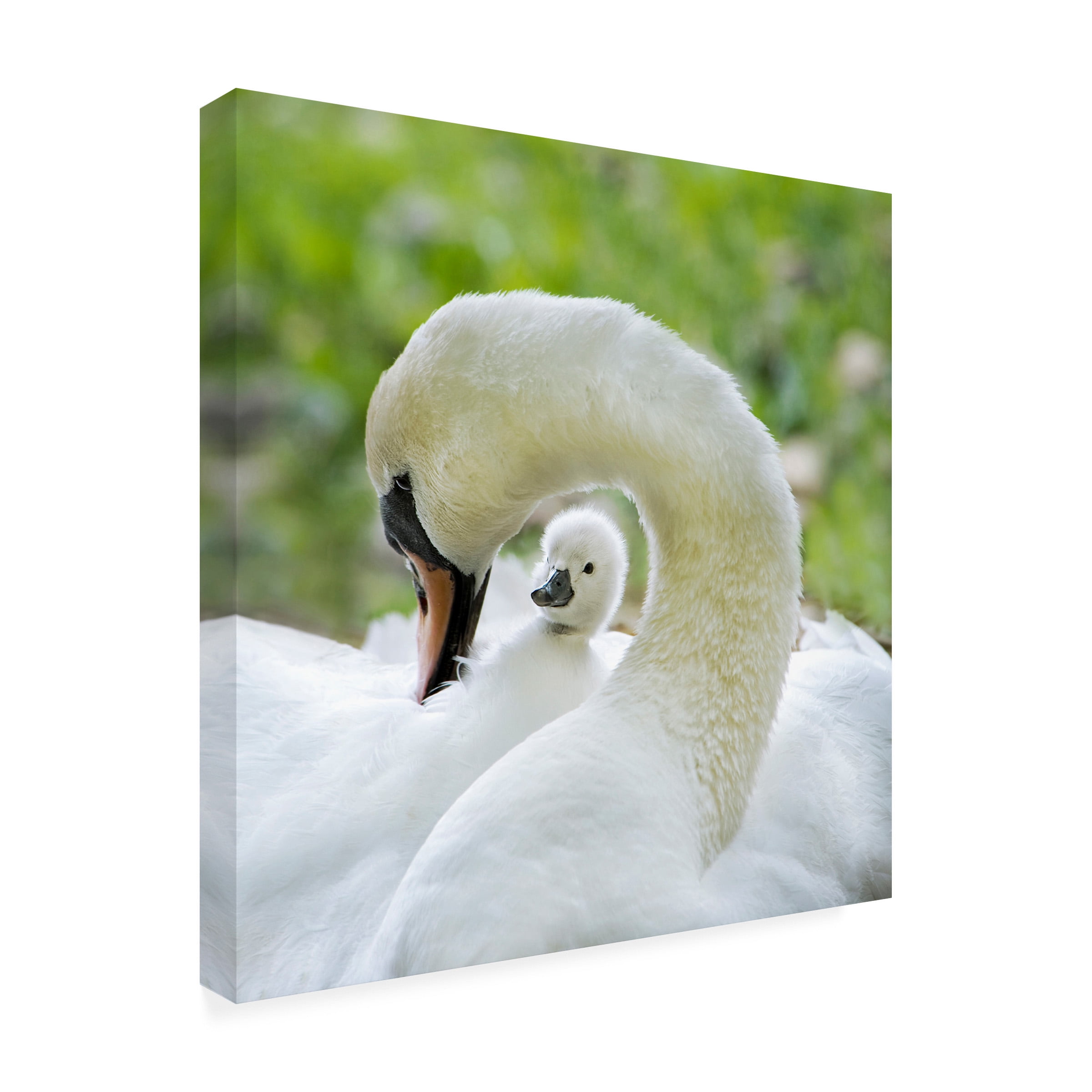 Jacky Parker 'Love Surrounds' Canvas Art
