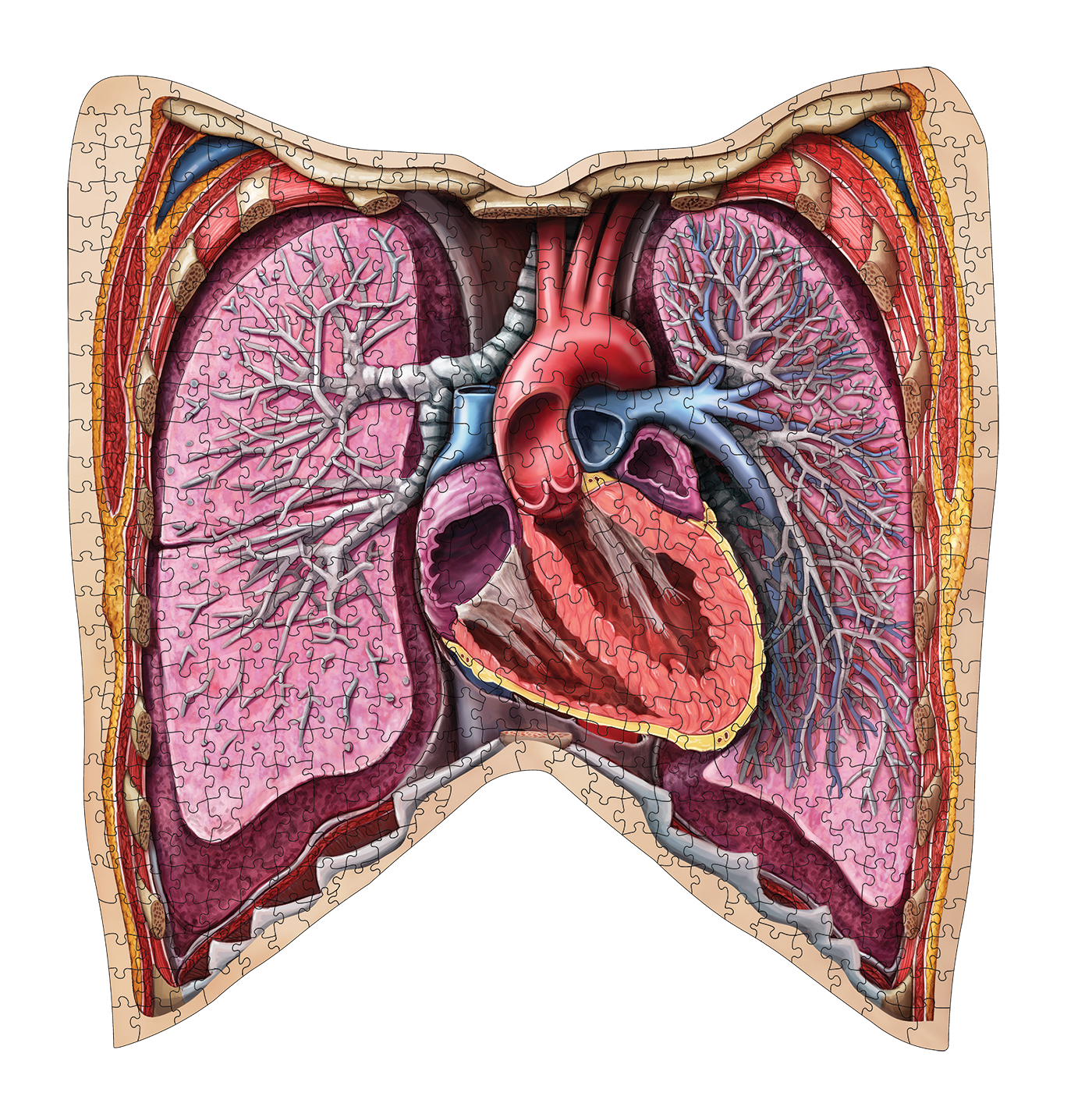 Human Thorax Anatomy Jigsaw Puzzle | Dr Livingston's Unique Shaped Science Puzzles, Accurate Medical Illustrations of the Body, Organs, Lungs and Heart