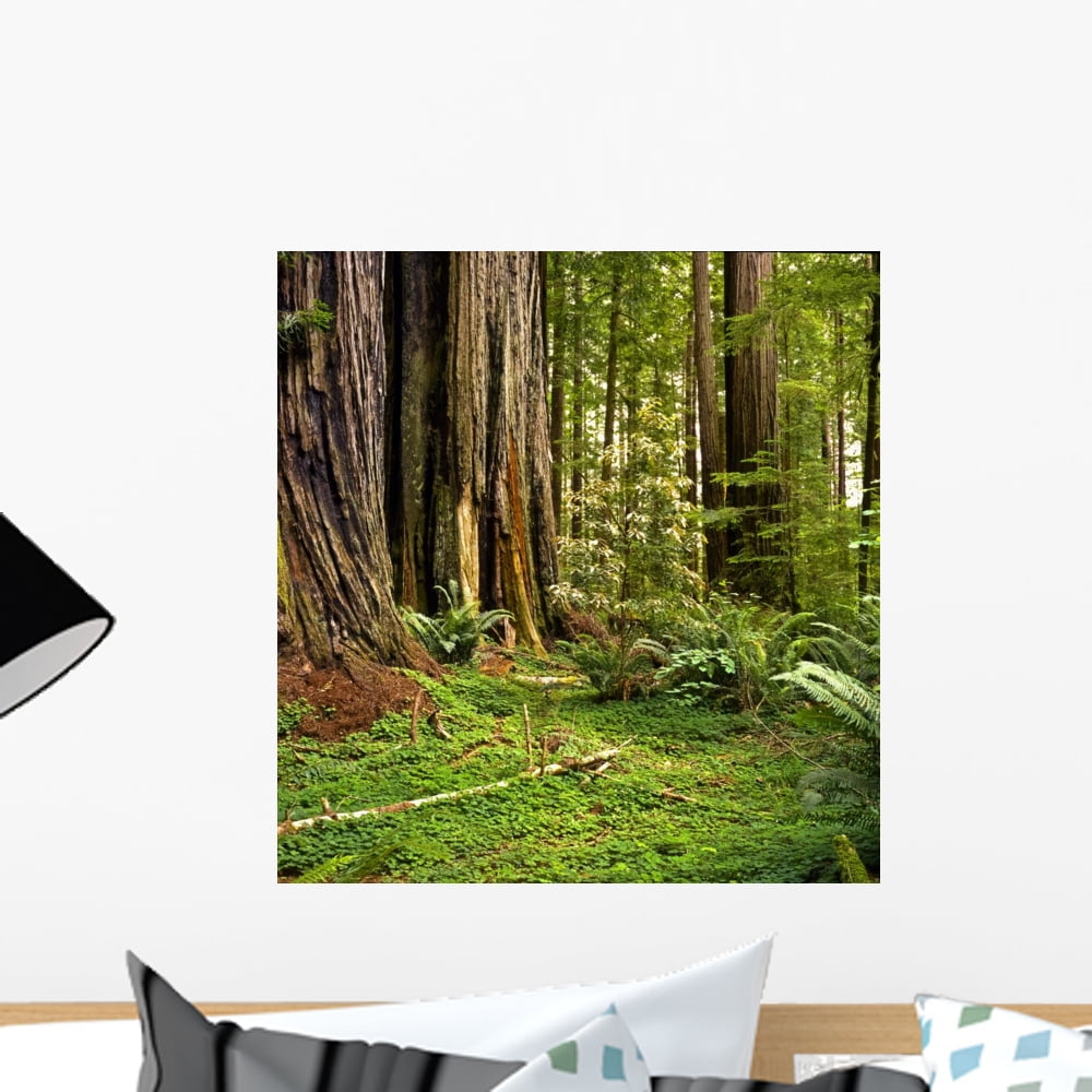 Redwood Forest Wall Mural by Wallmonkeys Peel and Stick Graphic (18 in